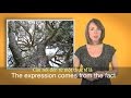 Understanding the Idiom 'Go Out on a Limb'