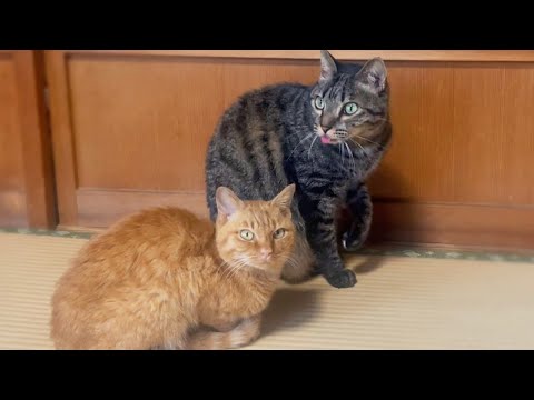 カマキリを見つけた猫達　Cats spotted the mantis