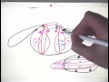 Insect Muscle Contraction Mechanisms