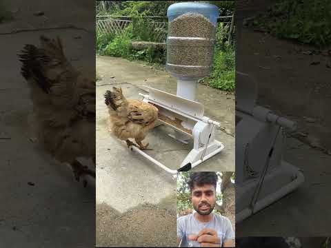 ? मुर्गी का दाना खिलाने का तरीका ? #villagelife #vairalvideo #shortvideo  l