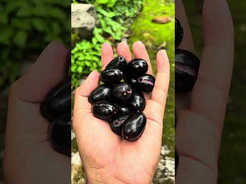 Kalian pasti tidak asing dengan buah Legendaris ini #buahjuwet #buahjamblang