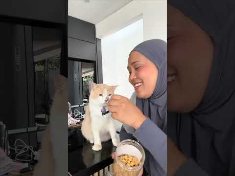 девушка кормит кота