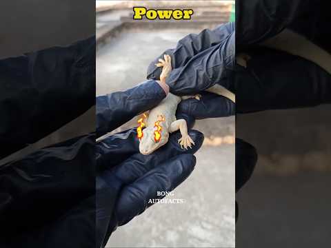 টিকটিকি কামড়ালে কী হবে? #shorts