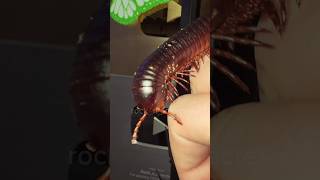 giant African millipede! #centipede #bugs #iule #nacfamily #rock_n_insectes