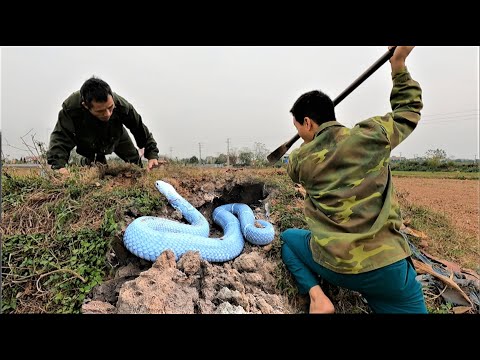 The fear of the farmers. Search for a group of giant king cobras nesting on mounds along the field.