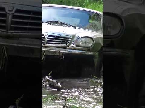 Эту Волгу не остановить! #газ3110 #газволга #газвпол #уаз #нива #бездорожье #offroad #не_тормози