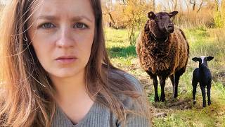 Können wir Lamm und Mutter retten?