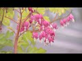 Understanding Perennial Plants and Care