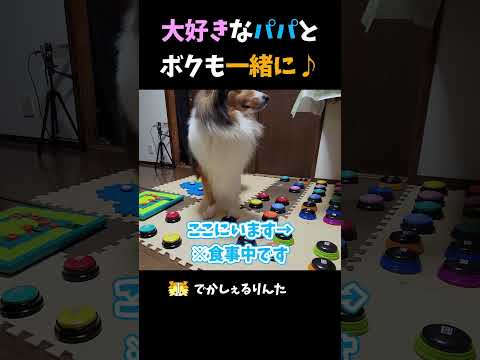 大好きなパパとボクも一緒に♪【会話ボタンでしゃべる犬】 #shorts #犬
