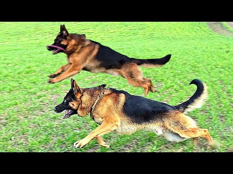 ❤️❤️Alfons and Becky. A magnificent pair of German Shepherds. Odessa