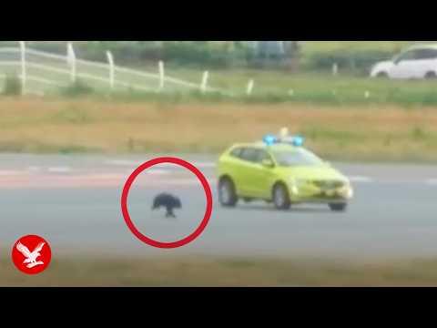 YouTube video thumbnail: Bear on Airport Runway Causes Travel Chaos as Flights Cancelled