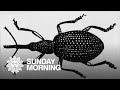 Boll Weevil's Impact on Enterprise
