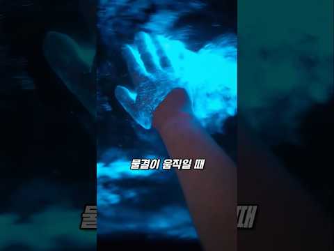바닷물이 반짝이는 이유