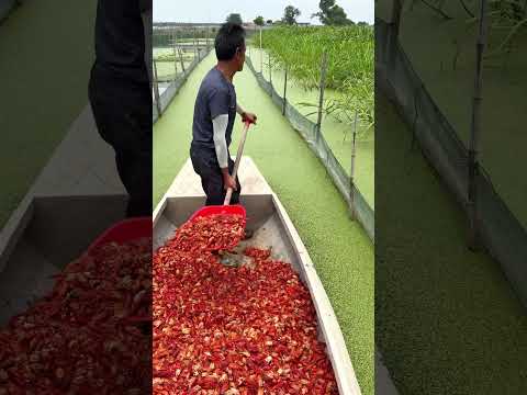 Khám phá mẹo nuôi rùa từ tôm hùm đất