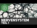 nervensystem-teil-1-aufbau-nervenzelle-abi-special/