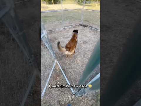 Dog thinks heโs Michael Scofield ๐ญ