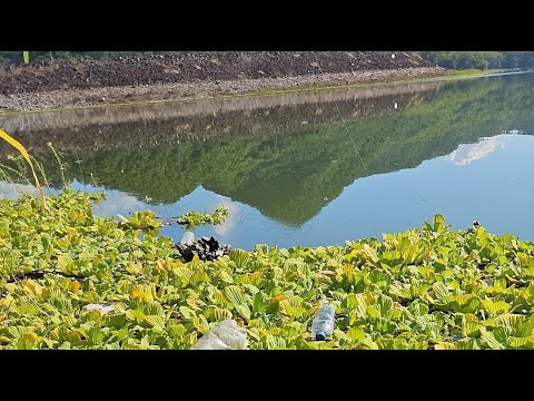 buscando tilapias en el cerron grande