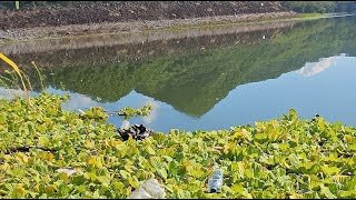 buscando tilapias en el cerron grande