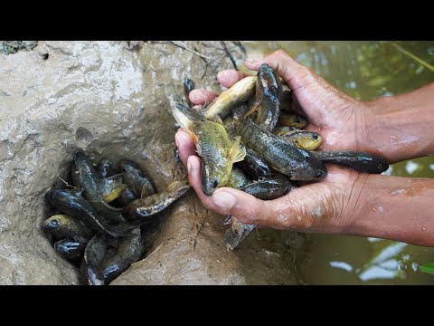 WOW! Unique Fishing a lot Copper Fish Using Technique Tools & Catch by Hands