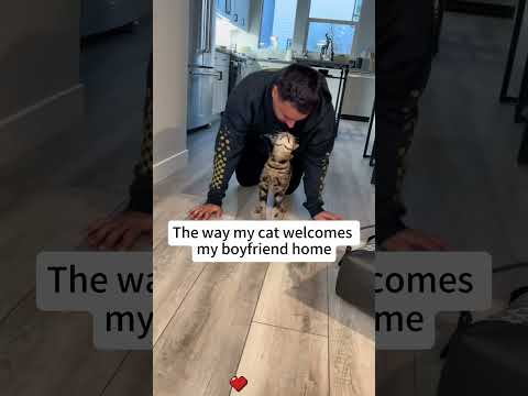 She actually missed me…….brb crying 😭#usa #foryou #fpy #catsoftiktok #catlover #cutecat #usa