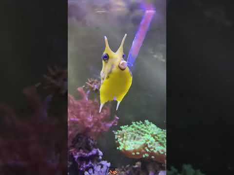 Do you know this strange fish?#Friendship #Us #cute #Rescue