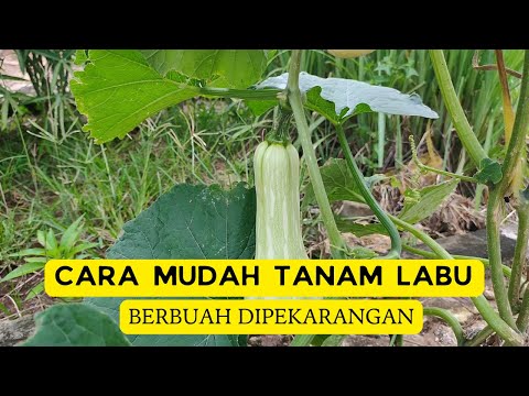 CARA SEMAI LABU PALING MUDAH