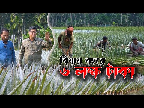 কম খরচে এলোভেরা চাষের উপায় | Aloevera Farming in Bengali