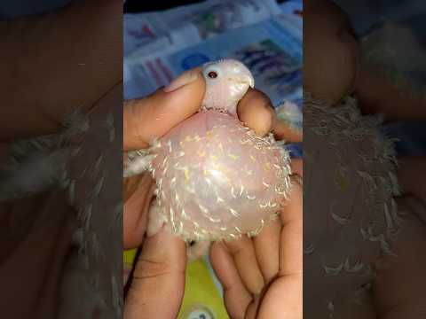 ഭയപ്പെടാതെ നേരിടുക 🔥🛑birds Health issues 😭😭😭😭😭😭🔥
