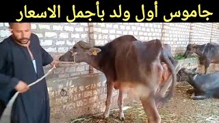 الجاموس البكاري الوالد بأجمل الأسعار من المصدر وليد الدولي بمحافظة قنا ٣/ ٨/ ٢٠٢٥م