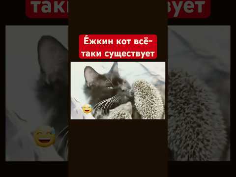 Е́жкин кот всё-таки существует