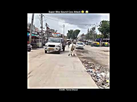 Super Bike Sound Cow Attack Kuch Notice Kiya 🤯😲#motovlog #viral #ytshorts #chapri #crash #reels#vlog