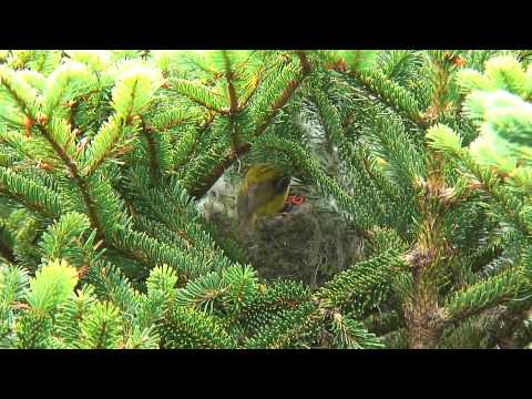 山林羽衣曲-台灣的特有種鳥類 Endemic Birds of Taiwan - YouTube(6分28秒)