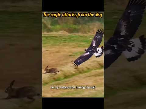 The eagle attacks to rabbit from the sky 🦅 #birds #eagles #wildlife #hawk #bird sounds #animals