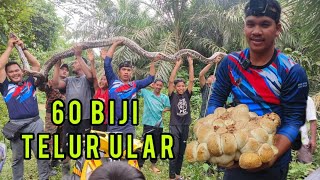 ULAR GERGASI JAGA 60 BIJI TELUR DITANGKAP