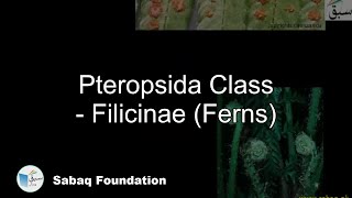 Pteropsida Class - Filicinae (Ferns)