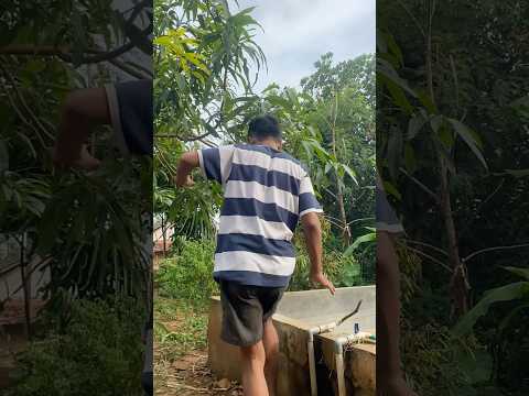 Tetangga ketahuan nyuri ikanku#videoshort