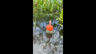 Fishing video 2024