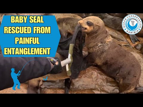 Baby Seal Rescued From Painful  Entanglement