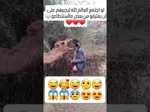 اضحك من قلبك #حليب يانقه#اليمن #السعودية#صنعاء