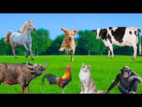 Daily Activities of Animals - Cow, Monkey, Rooster, Cat, Horse, Buffalo