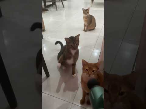 The hilarious part play of cats