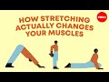 Stretching Techniques and Benefits