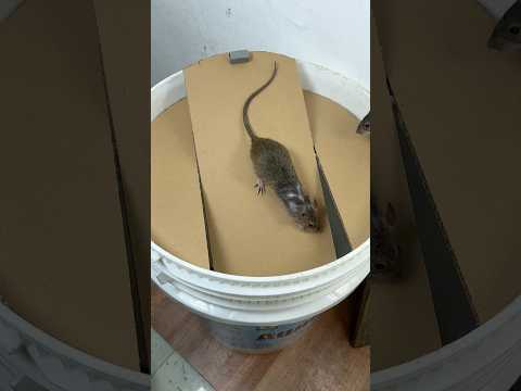Homemade trap | DIY cut cardboard to create the best mouse trap in the world #rat #rattrap