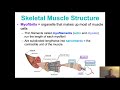 Exploring the Muscular System