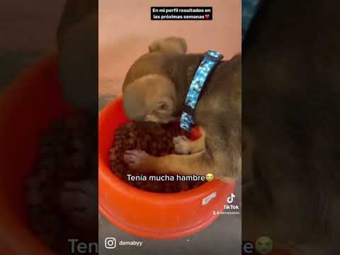 Encontré un perrito en la calle y esto pasó 🥹🤯❤️🩹 #dog #perritos