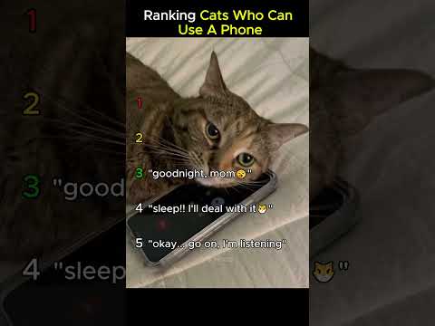 Ranking cats who can use a phone😼