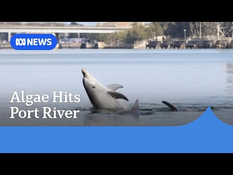 YouTube video thumbnail: Fishing Sector to Have Fees Waived as SA Algal Bloom Spreads