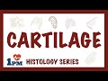 Types and Functions of Cartilage