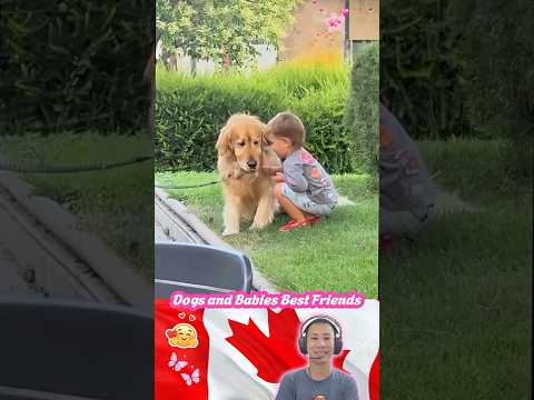 Dogs and Babies Best Friends🥰❤️🐶#Shorts #baby #pet #love #cute #dogshort #foryou #bestfriend #dog