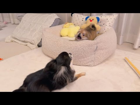 【生後2ヶ月チワワ】謎の甲高い声を出して、はじめて本気で姉犬と爆走した日。